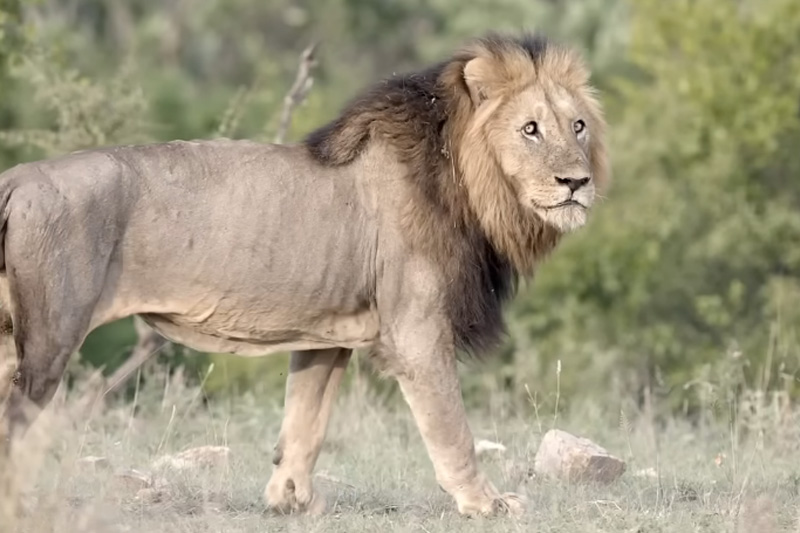Kruger National Park provides a spectacular backdrop to the golfing action